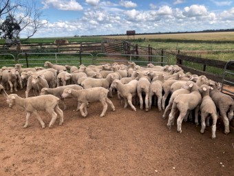 50 x Merino Ewes with 70 Lambs at foot