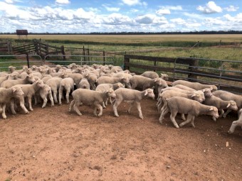 50 x Merino Ewes with 70 Lambs at foot