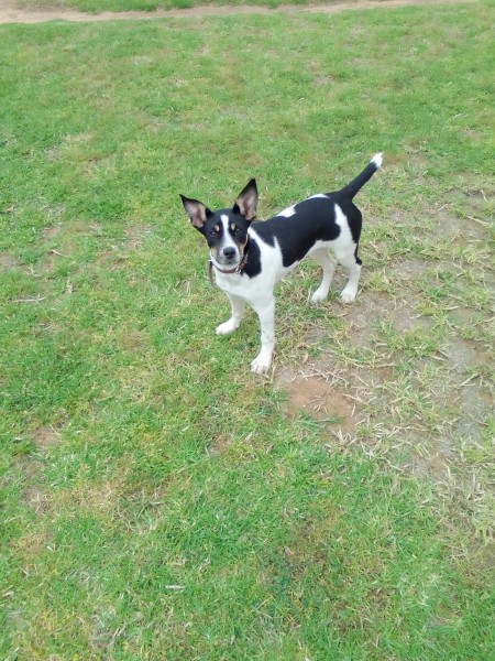 Smithfield/Heeler x Kelpie Female pup