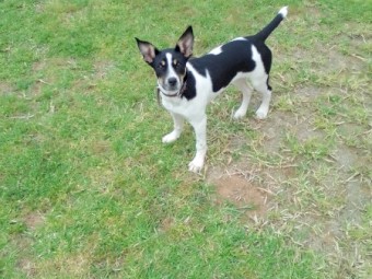 Smithfield/Heeler x Kelpie Female pup