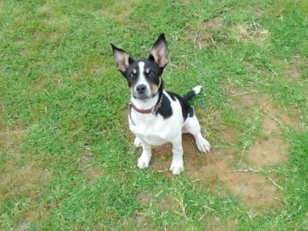 Smithfield/Heeler x Kelpie Female pup