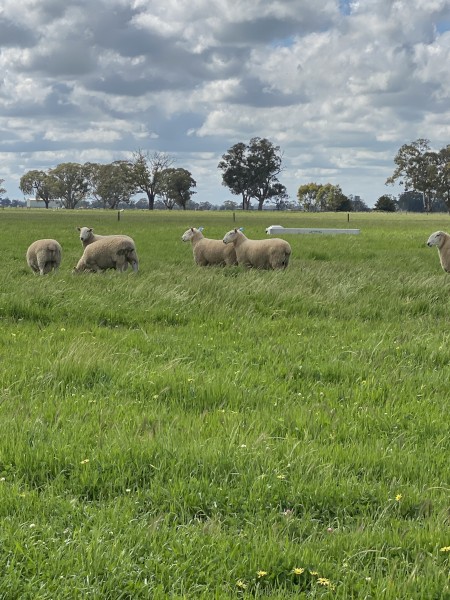 Border Leicester rams 