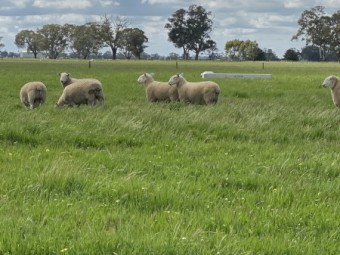 Border Leicester rams 
