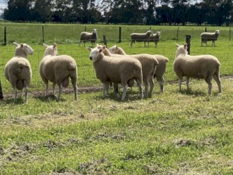 Border Leicester rams 