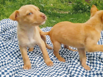 Pure Kelpie Pups