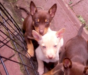 Pure Kelpie Pups