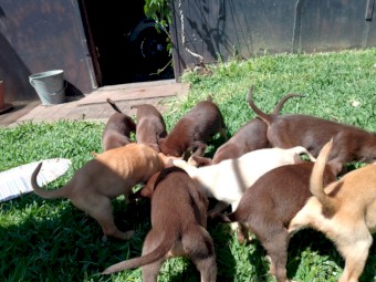 Pure Kelpie Pups