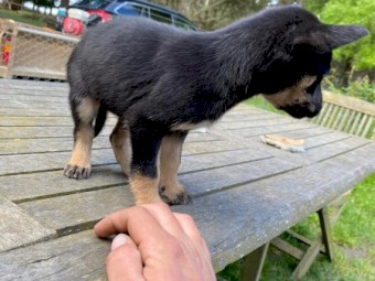 Purebred Kelpie Puppies