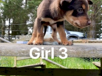 Purebred Kelpie Puppies
