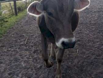 Brown Swiss Bull