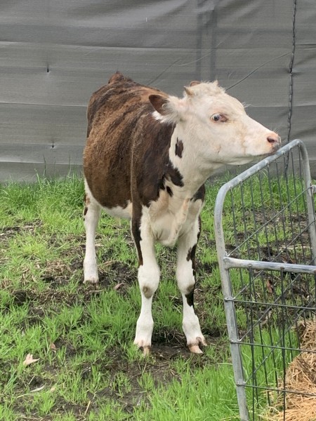 WANTED Agistment for Cattle