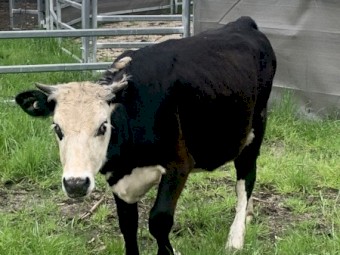 WANTED Agistment for Cattle