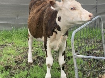 WANTED Agistment for Cattle