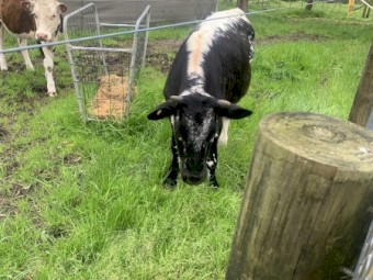 WANTED Agistment for Cattle