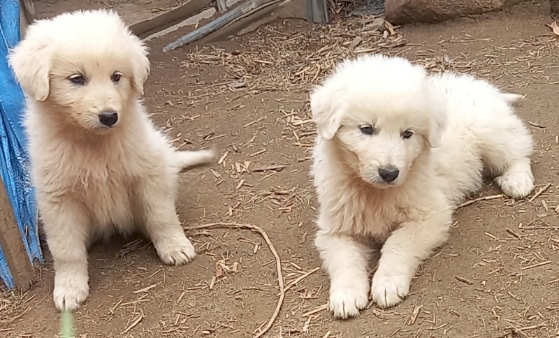 Maremma puppies  