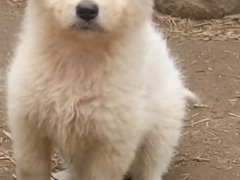 Maremma puppies  