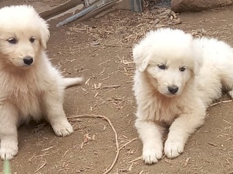Maremma puppies  