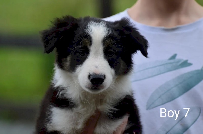 Border Collie - UK Imported - NO GST