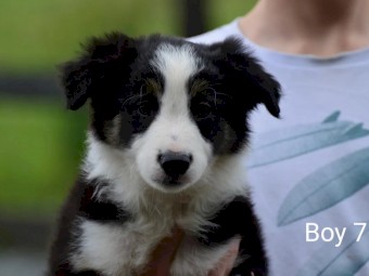 Border Collie - UK Imported - NO GST