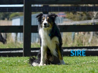Border Collie - UK Imported - NO GST