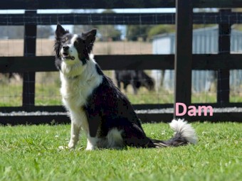 Border Collie - UK Imported - NO GST
