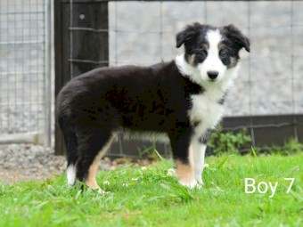 Border Collie - UK Imported - NO GST