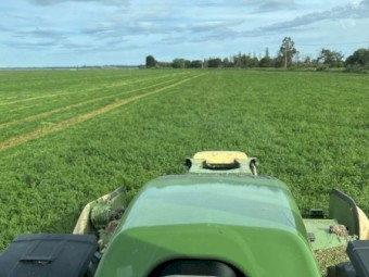 Lucerne Ryegrass mix