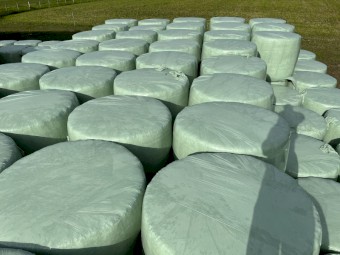 Lucerne Ryegrass mix