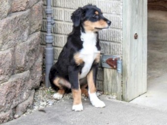 Angie - Australian Shepherd