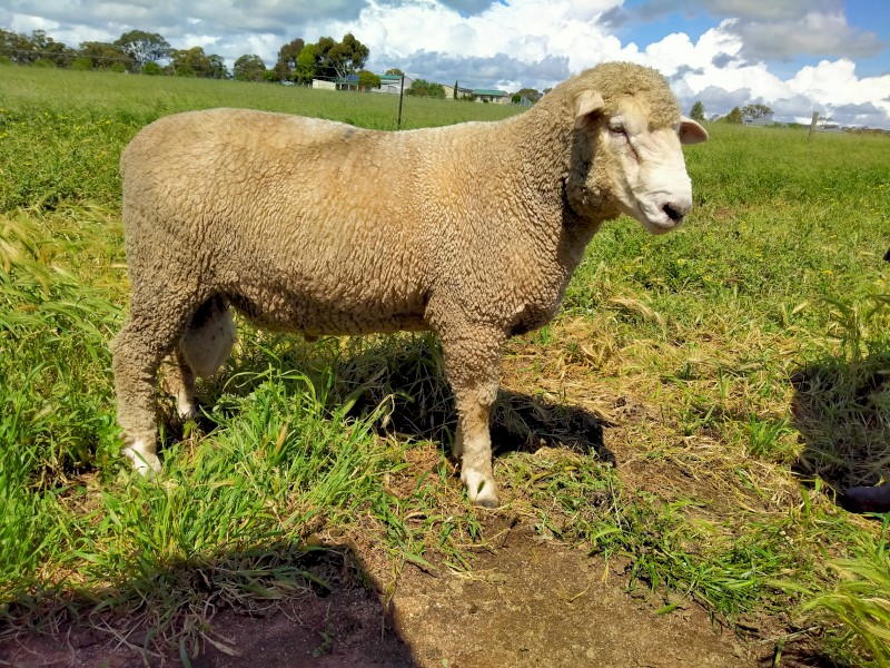 Corriedale Ram