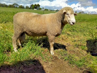 Corriedale Ram