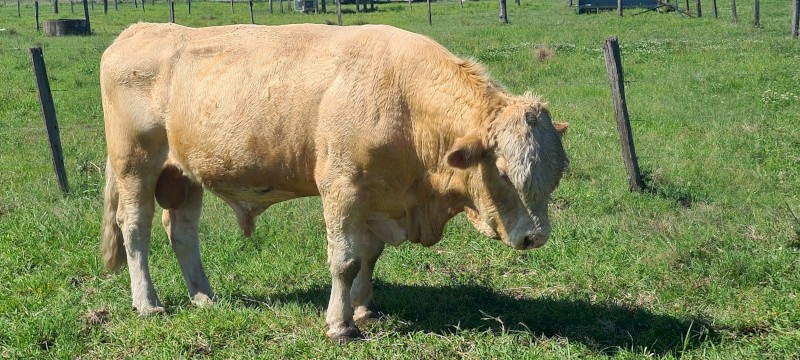 Simmental Bull
