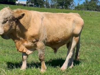 Simmental Bull