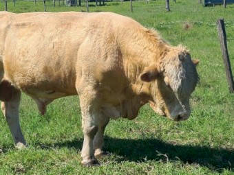Simmental Bull