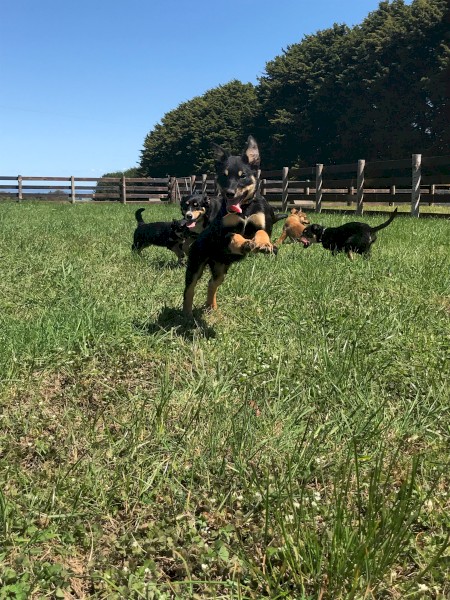 Kelpie Pups