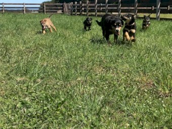 Kelpie Pups