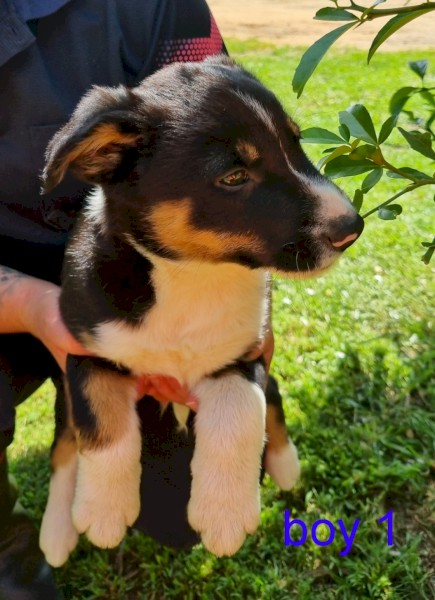 Bordercollie pups 