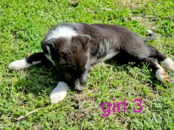 Bordercollie pups 