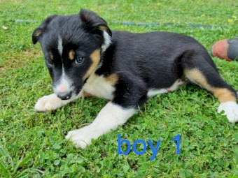 Bordercollie pups 