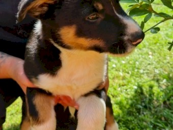 Bordercollie pups 