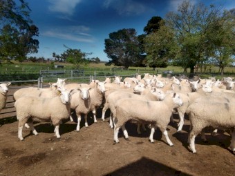 Border Leicester Rams 2021 drop