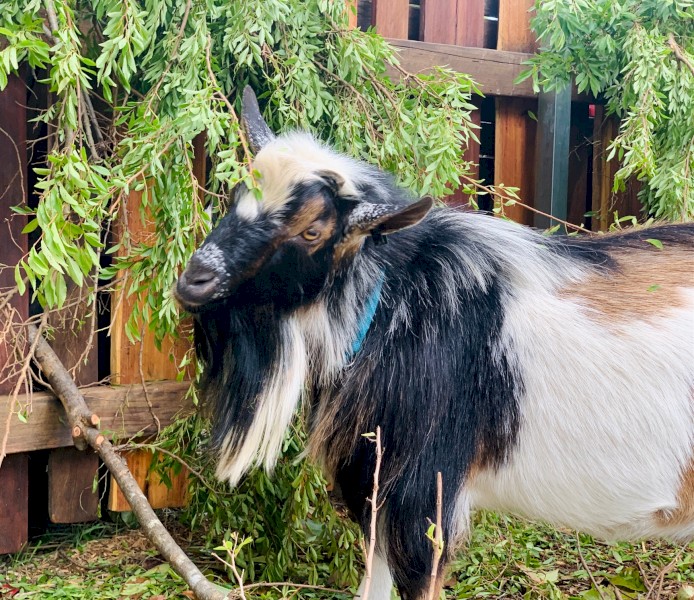 Nigerian dwarf does and buck, Pygmy doe