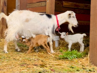 Nigerian dwarf does and buck, Pygmy doe