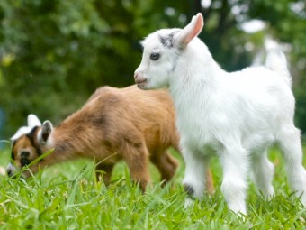 Nigerian dwarf does and buck, Pygmy doe