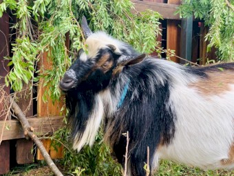 Nigerian dwarf does and buck, Pygmy doe