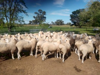 Border Leicester Rams 2021 drop