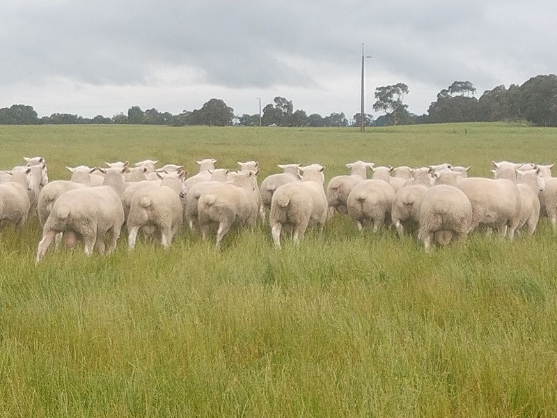 White Suffolk Rams 2021 drop