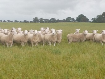 White Suffolk Rams 2021 drop