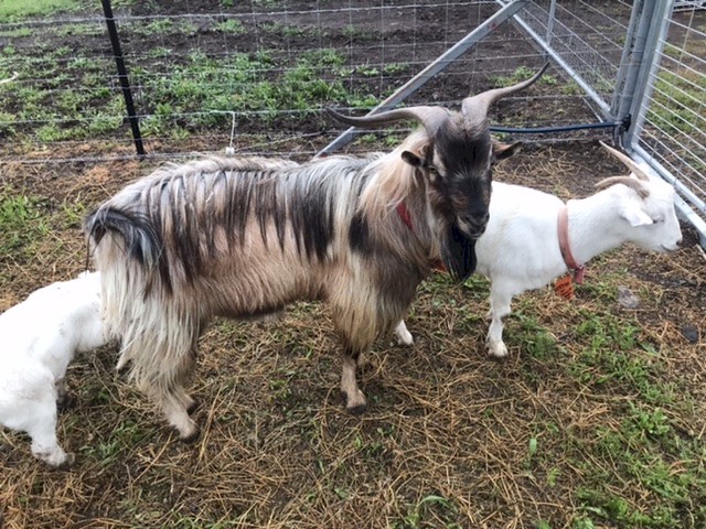 Miniature Breeding Buck 