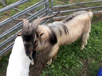 Miniature Breeding Buck 